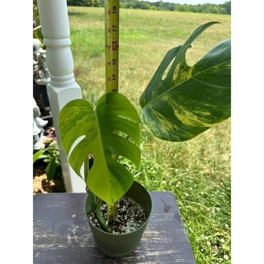 Monstera Aurea Variegated – Exact Live Rooted Plant - US Seller - A2